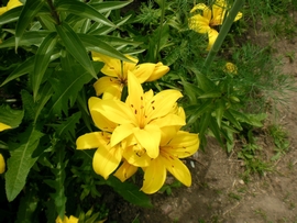 SANY0119.JPG