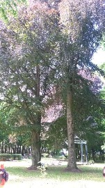 20170606_122116.jpg