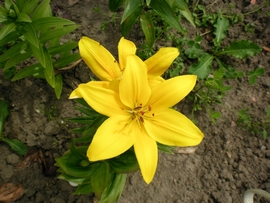 SANY0127.JPG