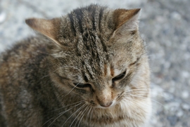 DSC06758.JPG