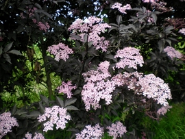 SANY0134.JPG