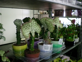 SANY0086.JPG
