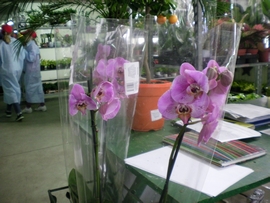 SANY0076.JPG