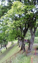 20160617_115243.jpg