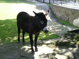 SANY0096.JPG